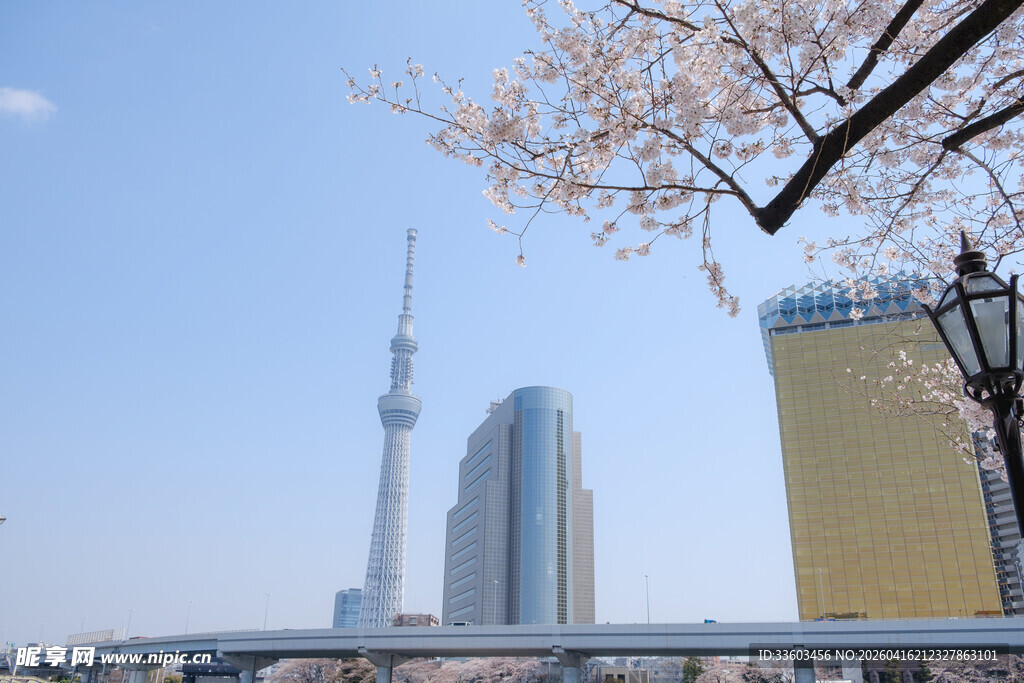 东京城市景观与绽放樱花