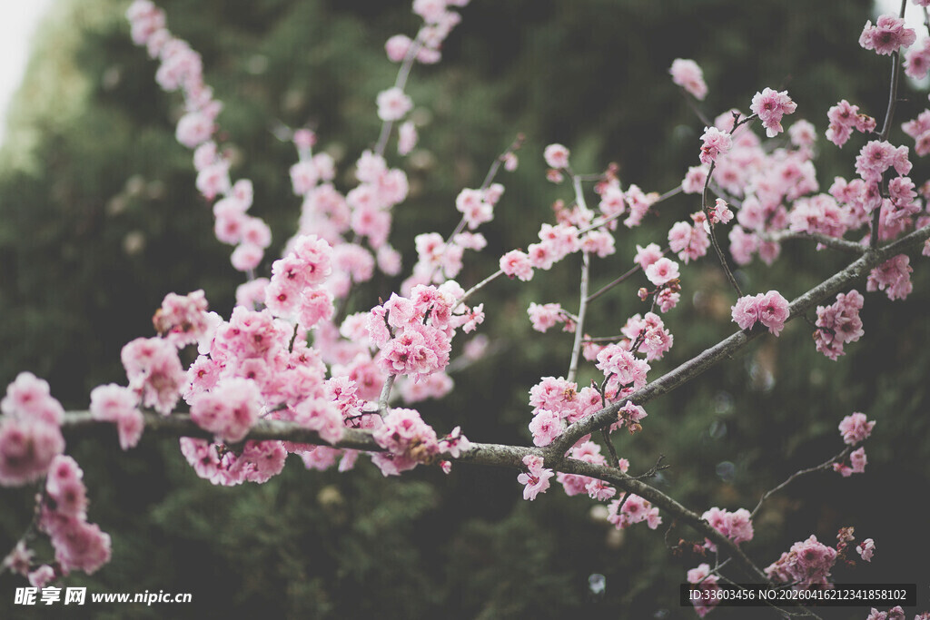 枝头绽放的粉嫩桃花