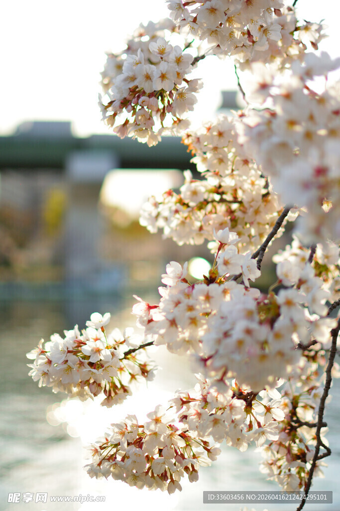 春日绽放的美丽樱花枝