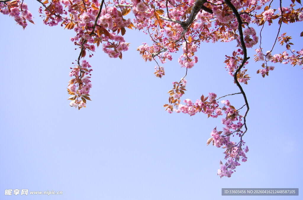 蓝天映衬下的粉嫩樱花枝