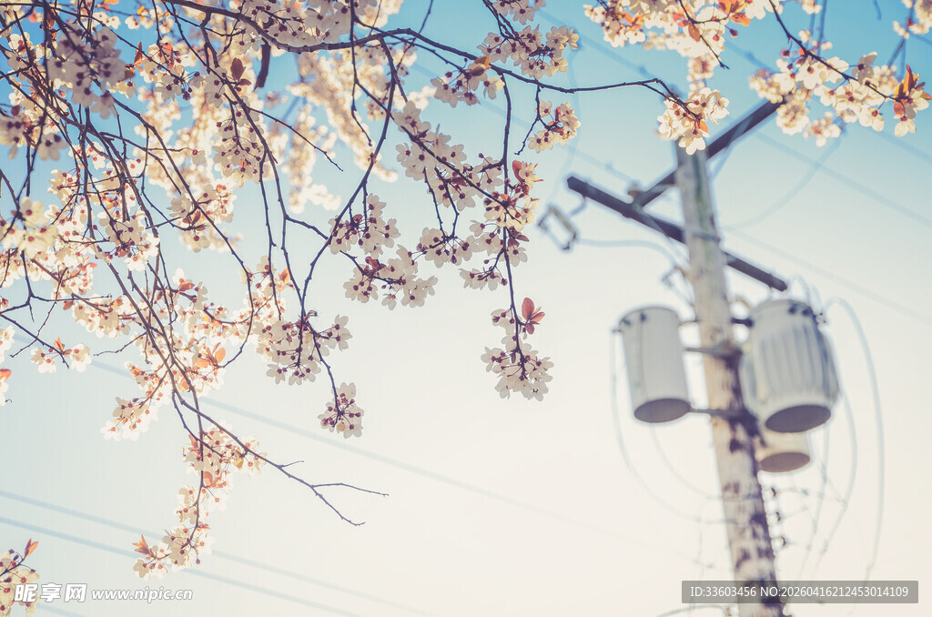 春日枝头与户外设备