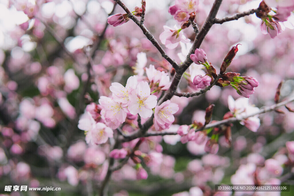 春日绽放的粉嫩樱花枝头