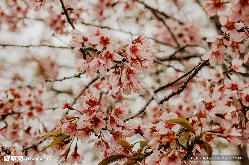 枝头绽放的艳丽红桃花