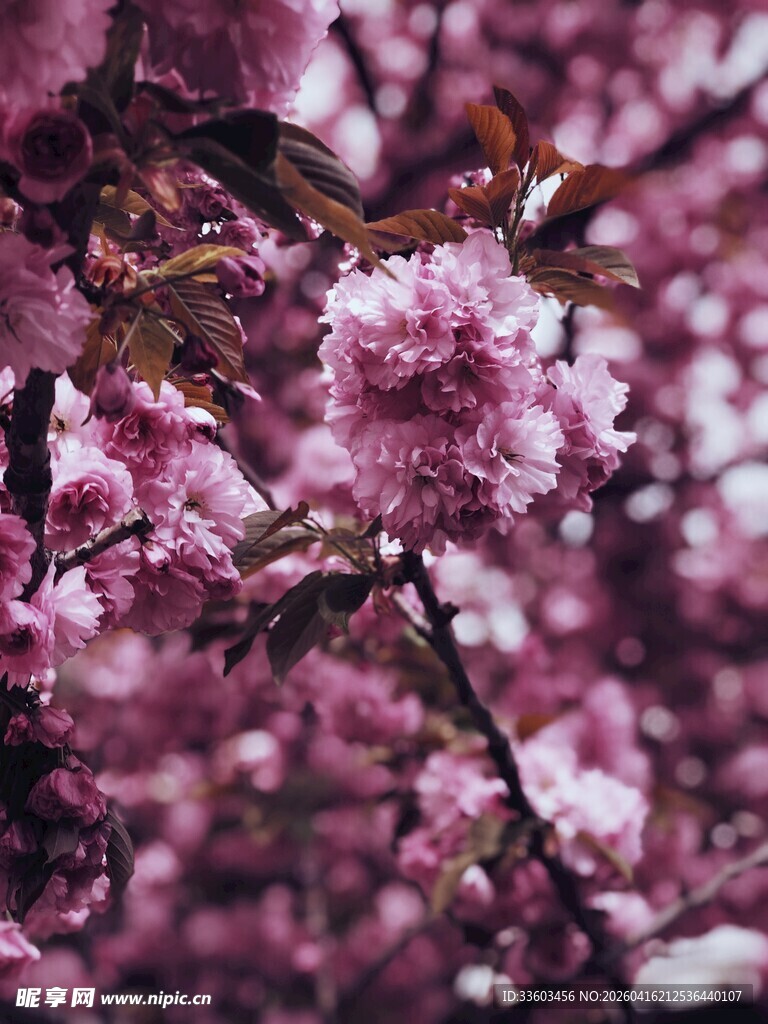 烂漫樱花绽放枝头