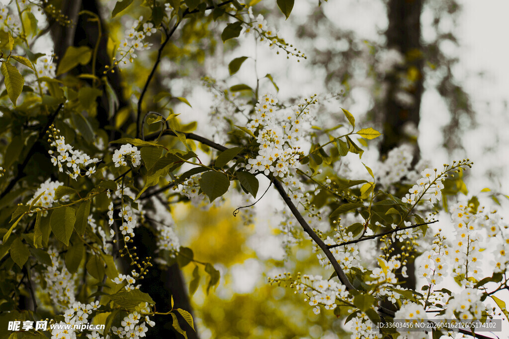 春日繁花满枝的树木