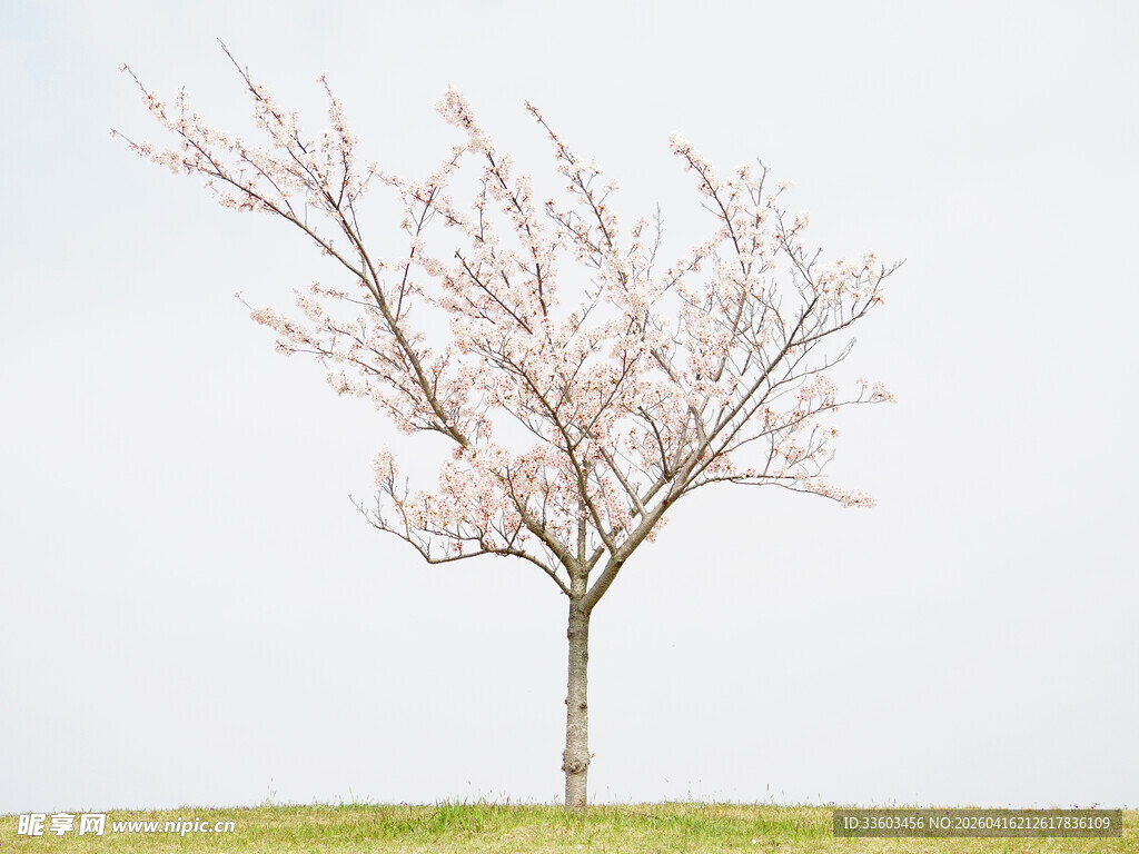 孤独绽放的粉色樱花树