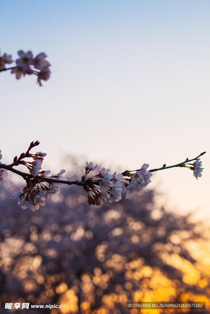 夕阳下绽放的烂漫樱花