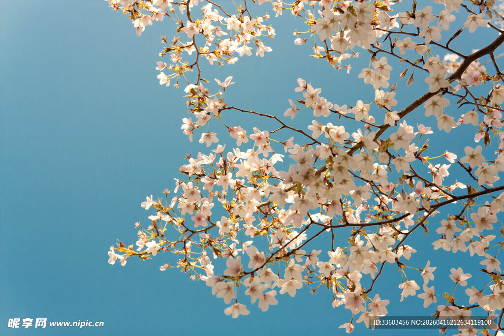 蓝天映衬下的烂漫樱花