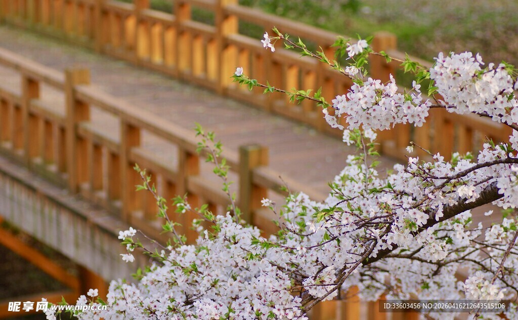 春日繁花下的古朴木桥