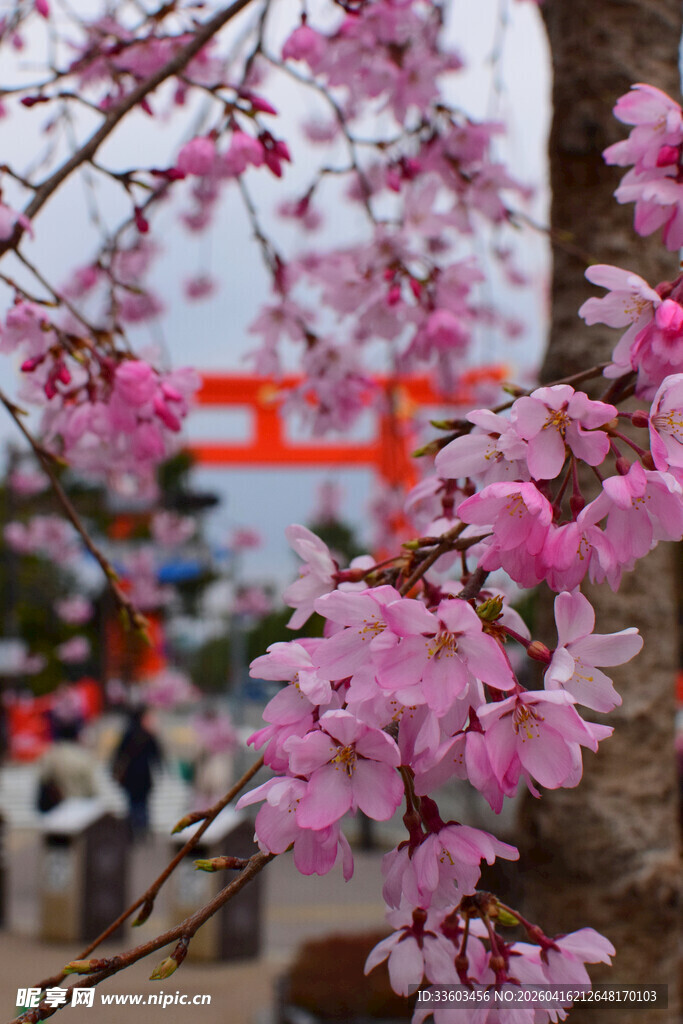 枝头绽放的烂漫粉色樱花