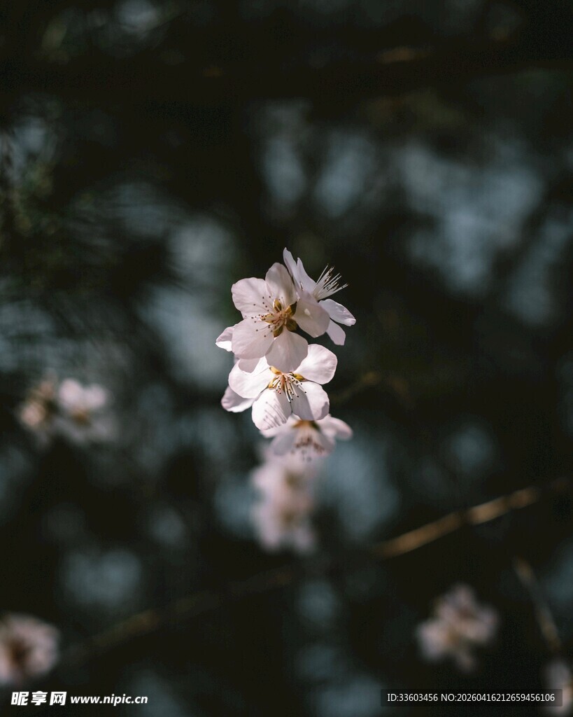 一枝绽放的粉嫩樱花