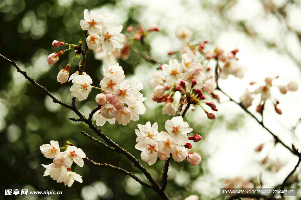 枝头绽放的美丽白色花朵