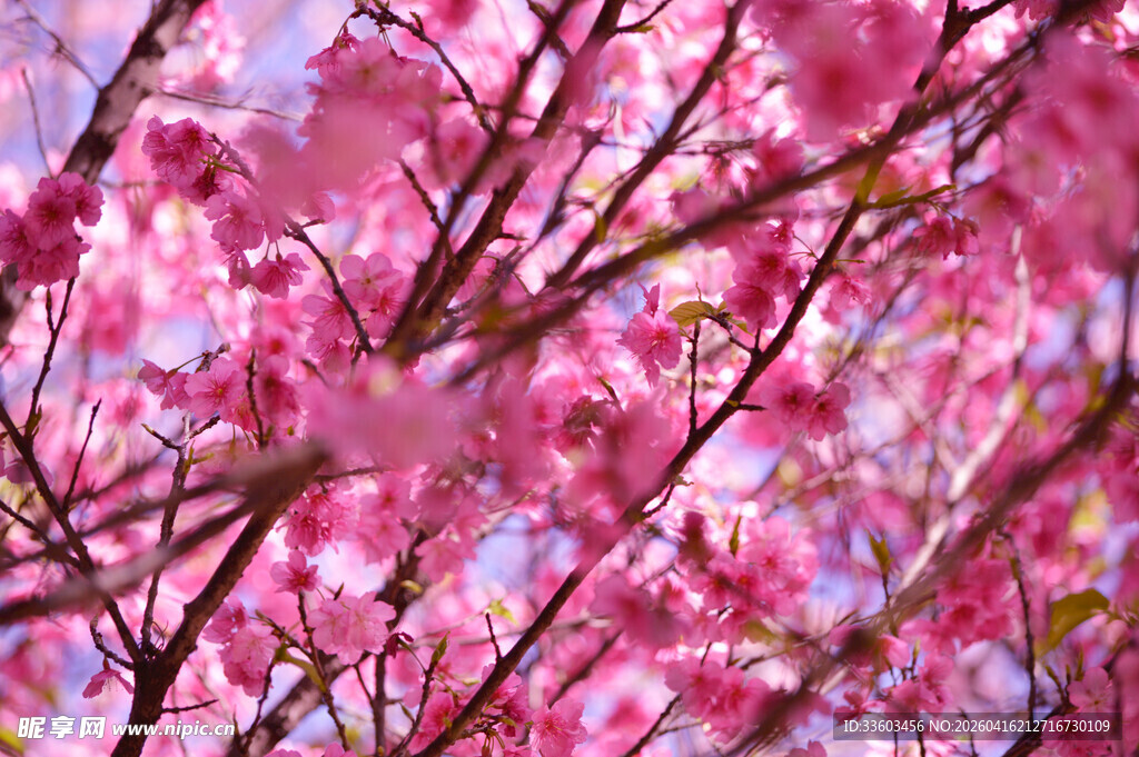 烂漫粉色樱花枝头绽放
