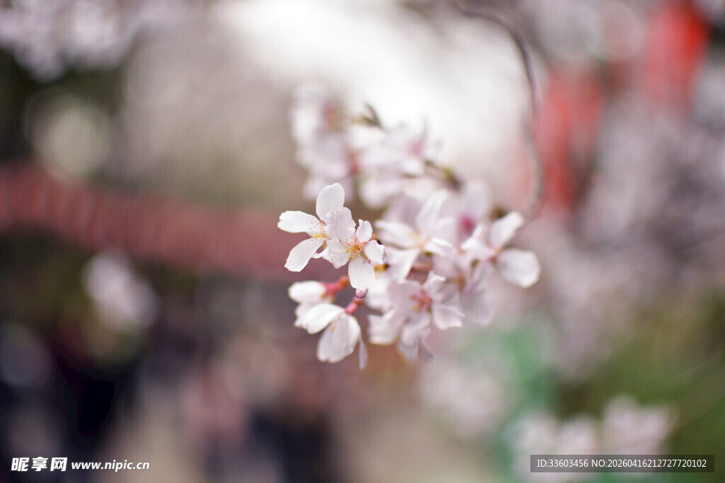 枝头绽放的娇美樱花