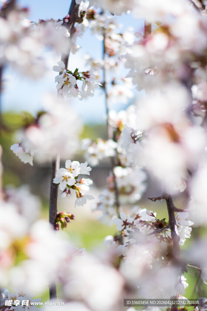 春日繁花盛开美景