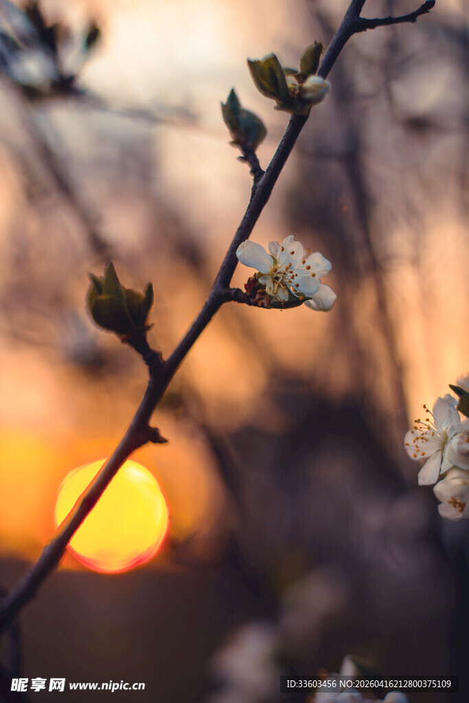 夕阳下绽放的枝头花朵