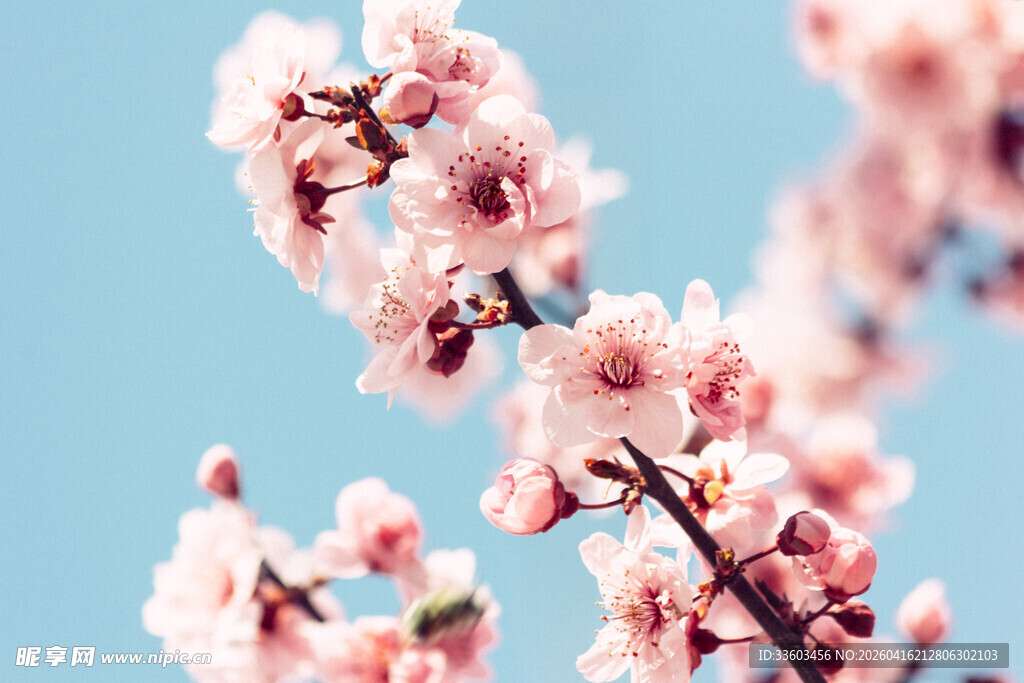 枝头绽放的粉嫩桃花