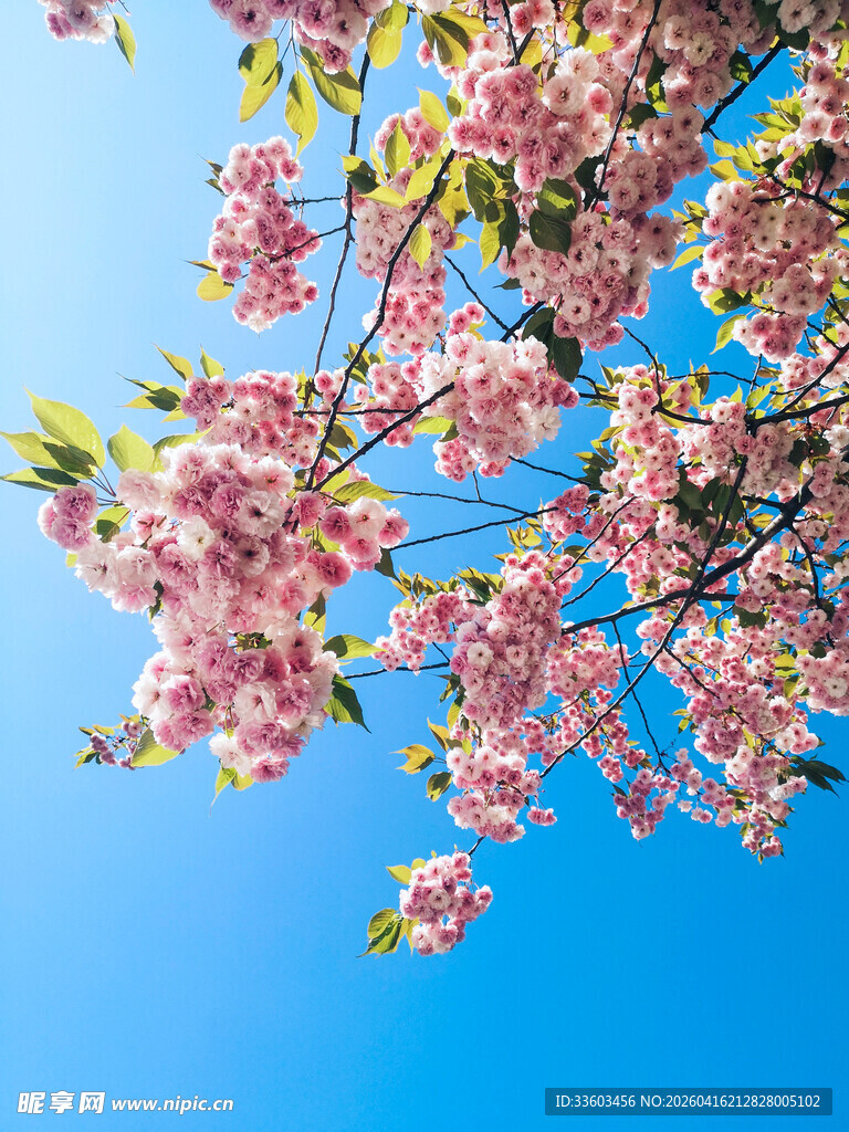 蓝天映衬下的娇艳樱花