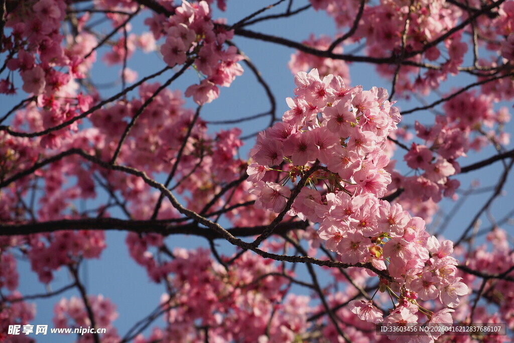 枝头烂漫樱花绽