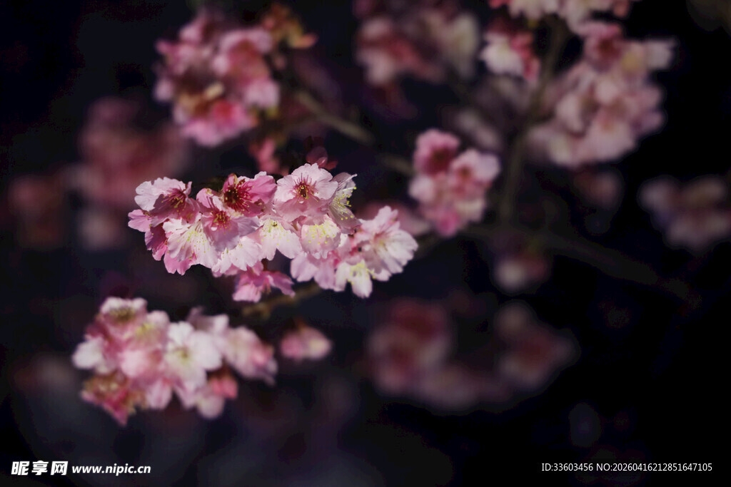 娇艳绽放的粉嫩樱花