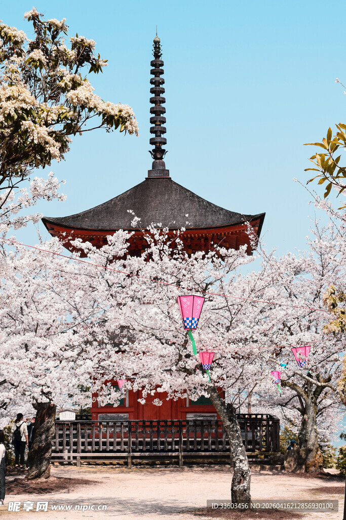 樱花环绕的古朴日式塔楼