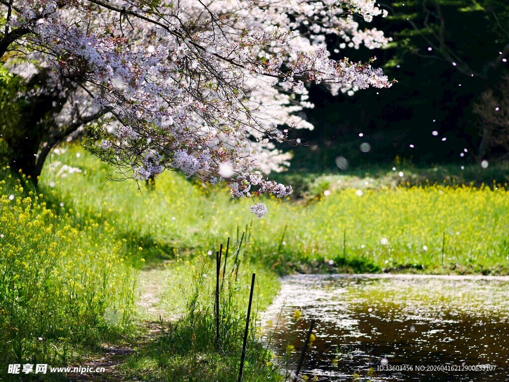 春日溪边烂漫樱花景致