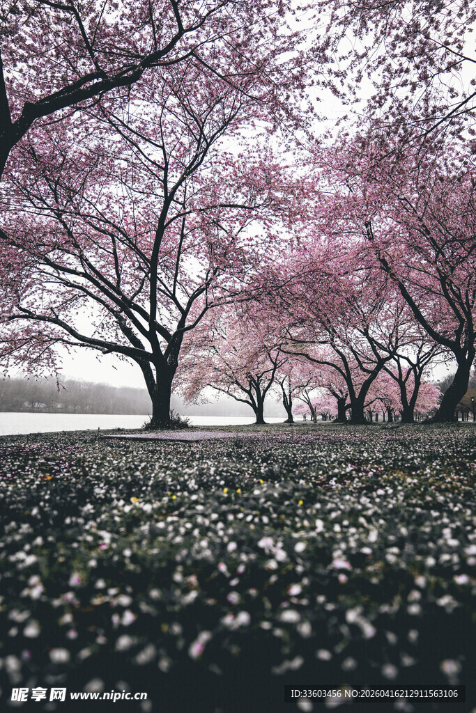 樱花飘落的浪漫道路