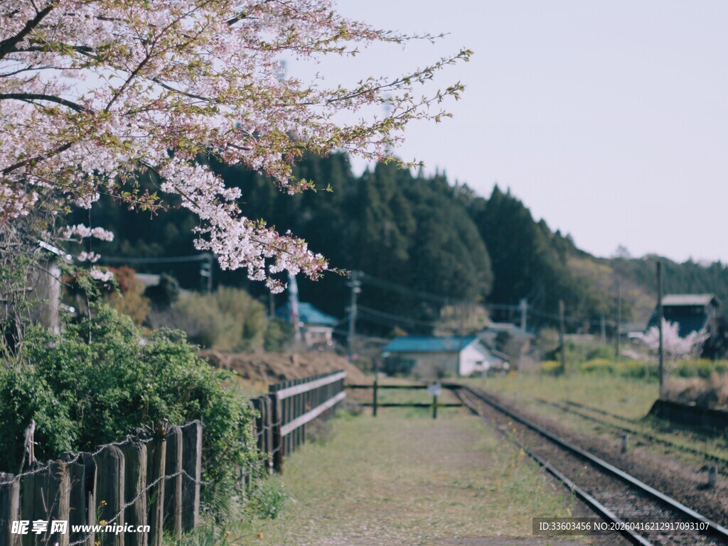 樱花相伴的铁轨风景