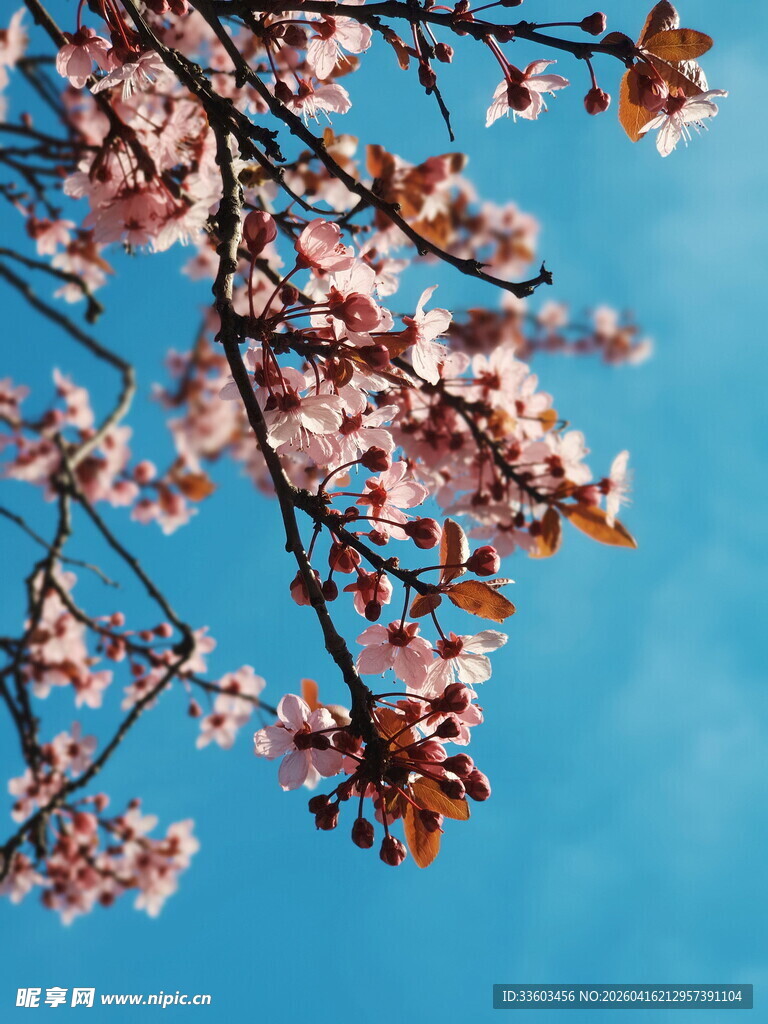 蓝天映衬下的烂漫樱花