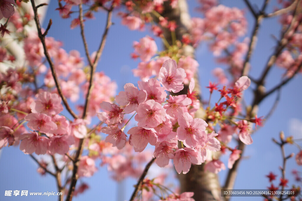 枝头绽放的烂漫粉色樱花