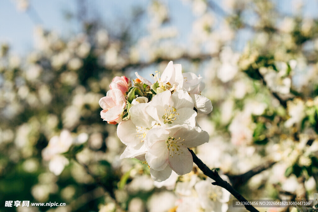 枝头绽放的烂漫白色花朵