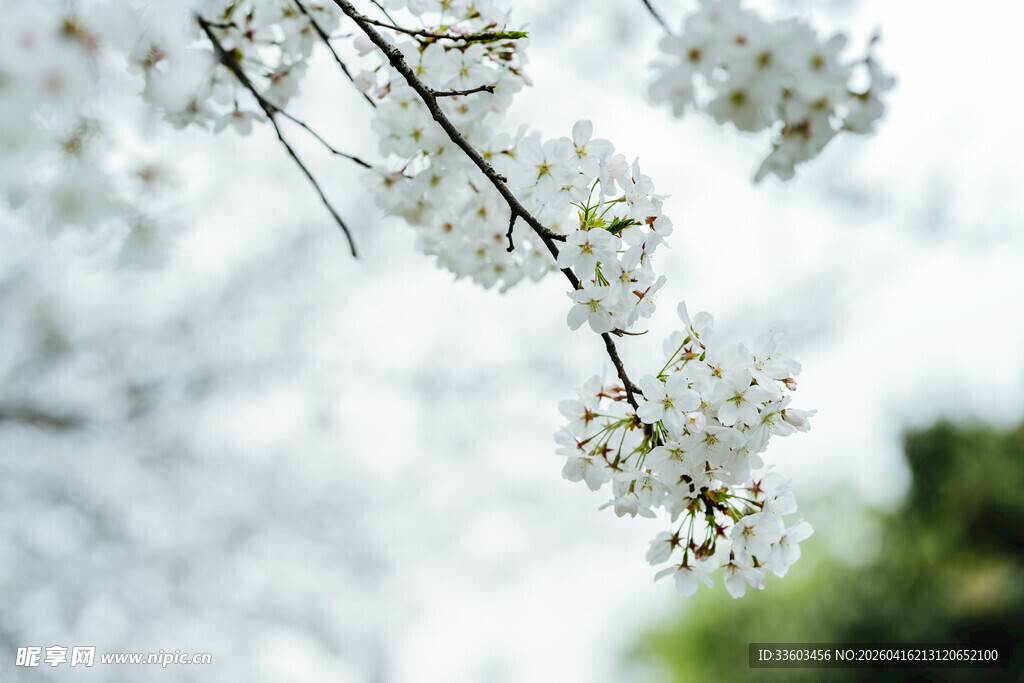 枝头绽放的洁白樱花