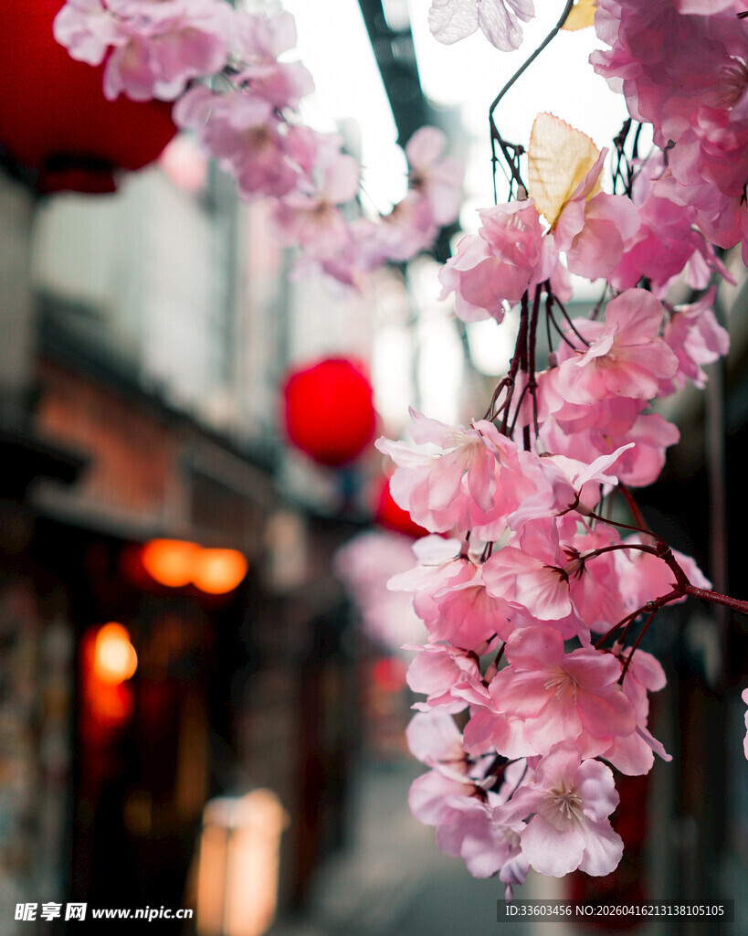 街头绽放的烂漫粉色樱花