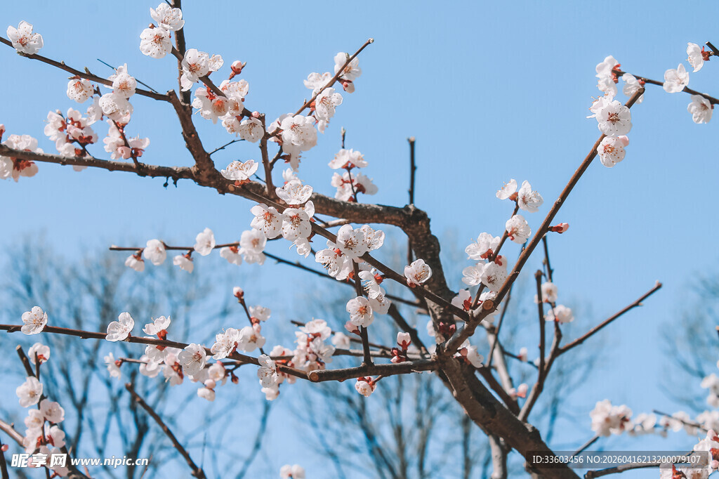 枝头绽放的粉嫩杏花
