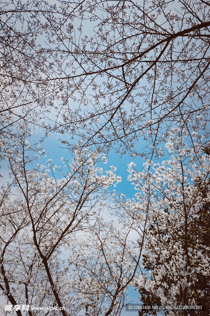 雪覆树枝下的蓝天美景