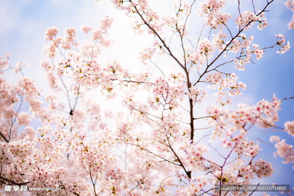 春日绽放的烂漫樱花