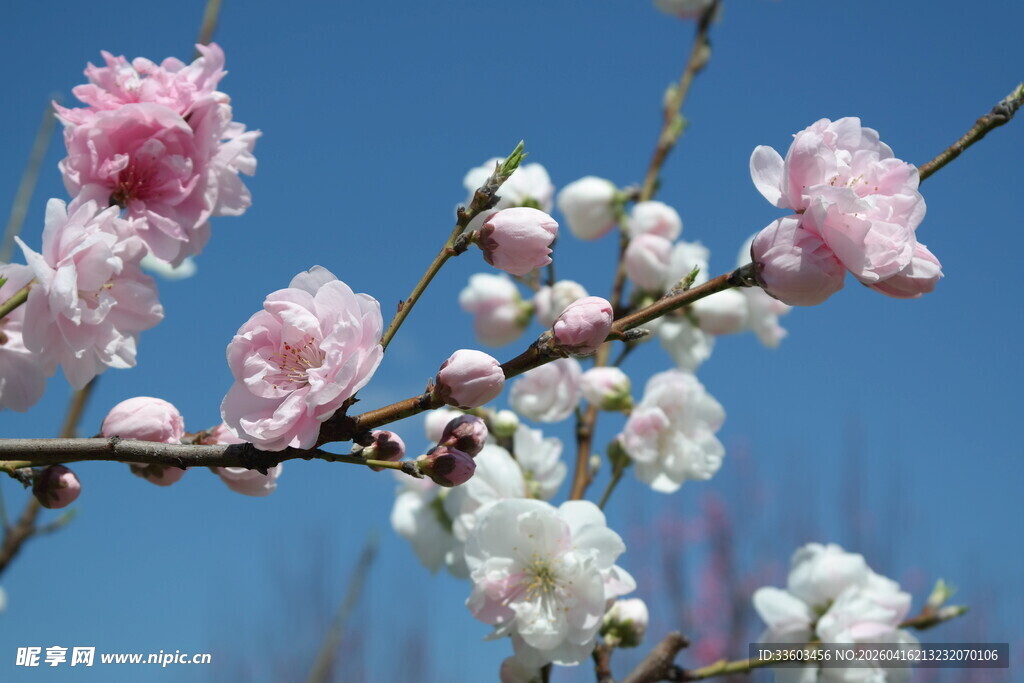 枝头绽放的粉嫩桃花
