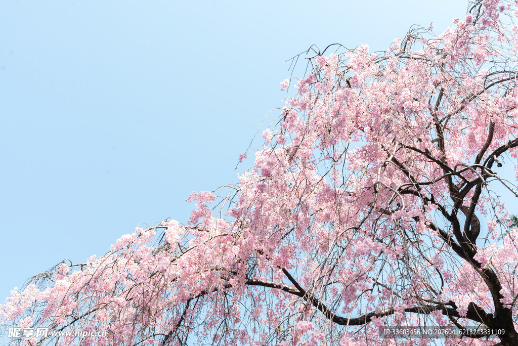 枝头烂漫樱花绽放