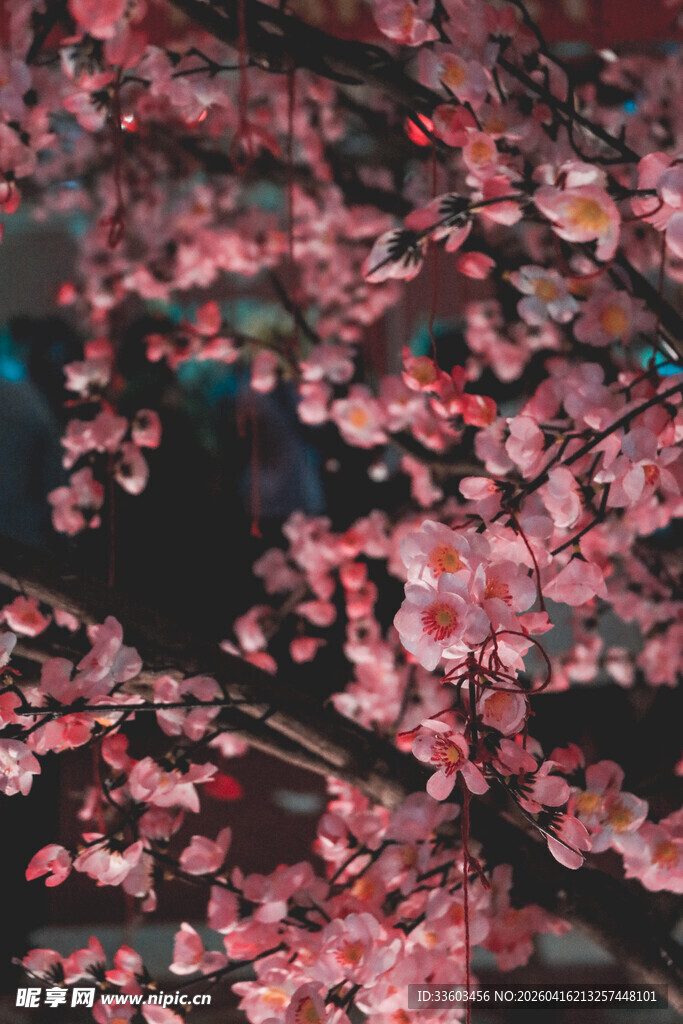 枝头绽放的娇艳粉色花朵