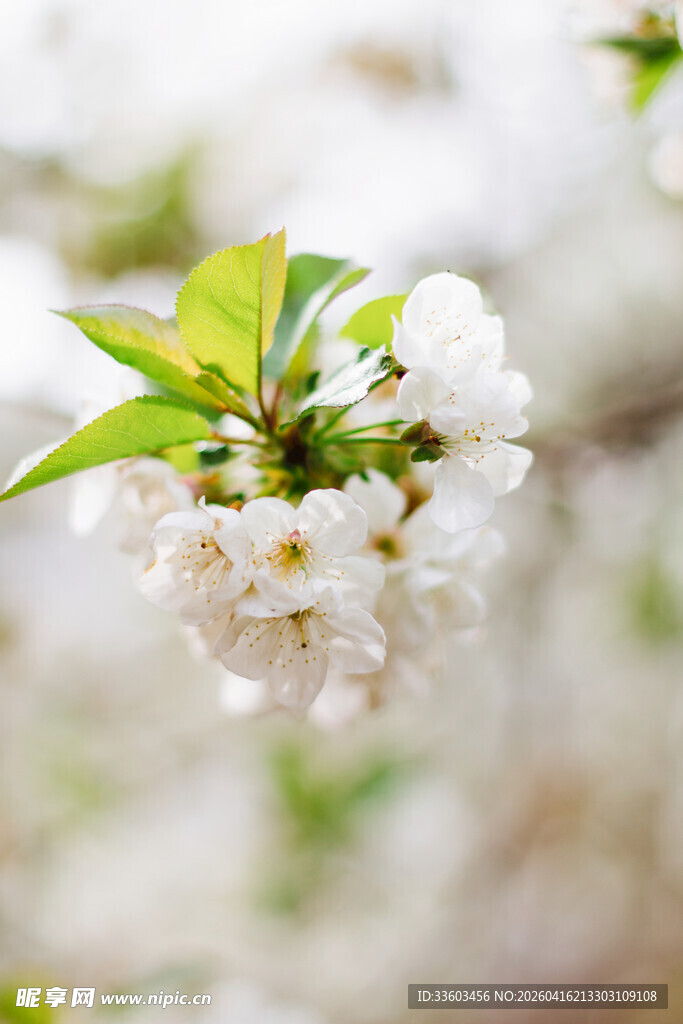 绽放的白色花朵