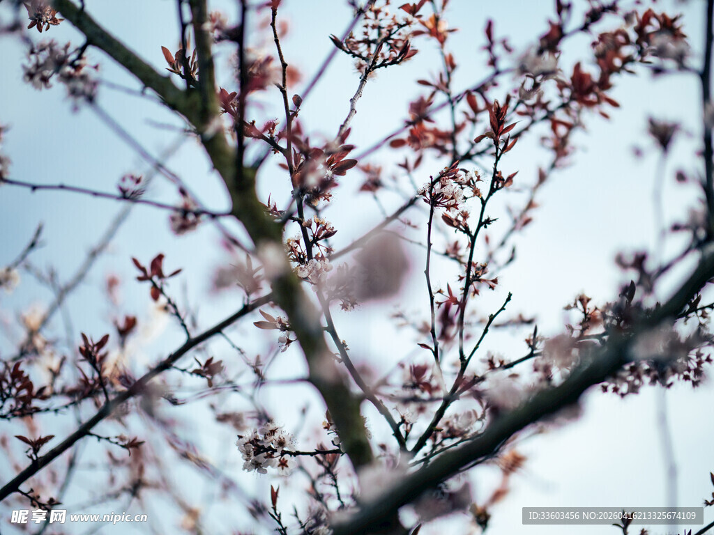 枝头绽放的娇艳红花朵