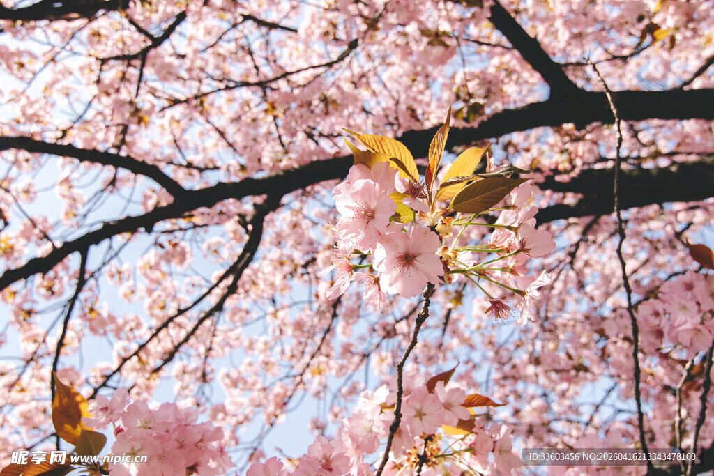 春日烂漫樱花枝头绽放