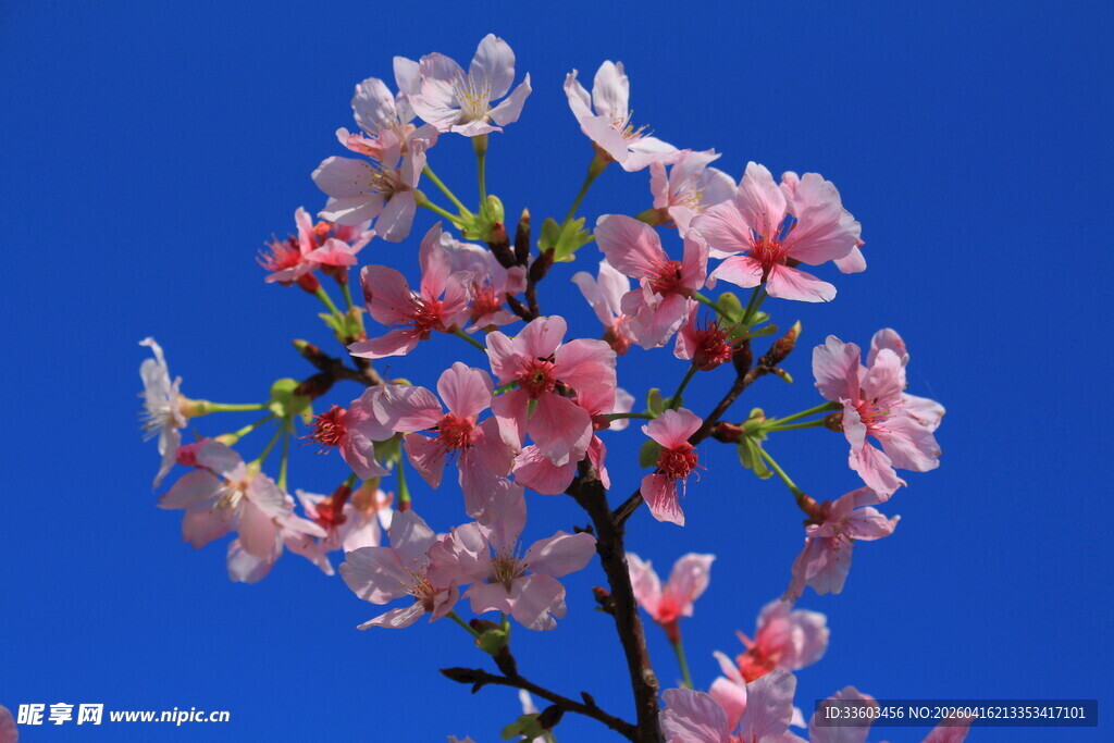 蓝天映衬下的娇艳樱花