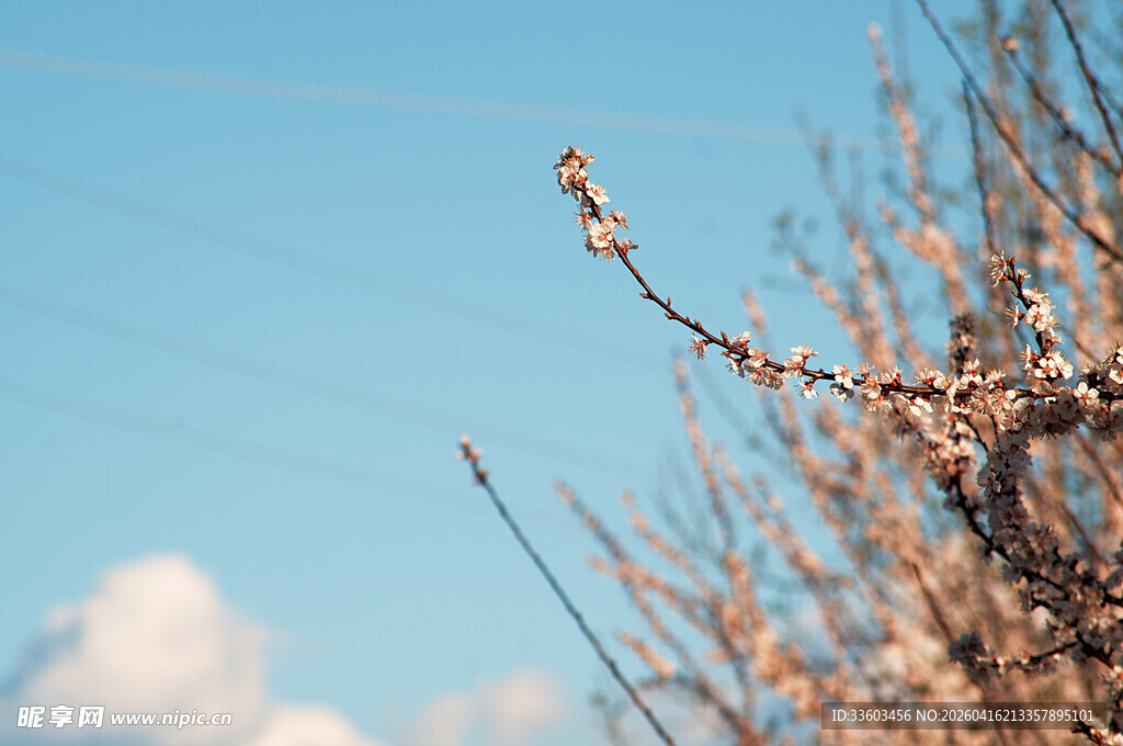 蓝天映衬下的干枯树枝