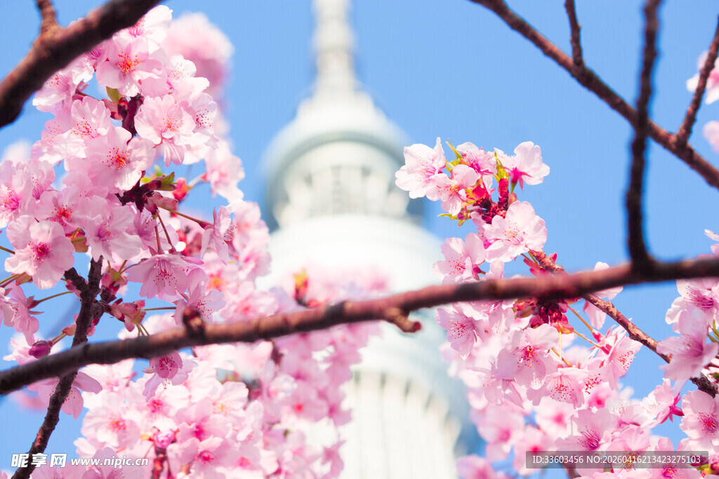 华盛顿樱花与建筑美景
