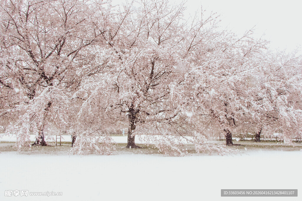 雪覆樱花树