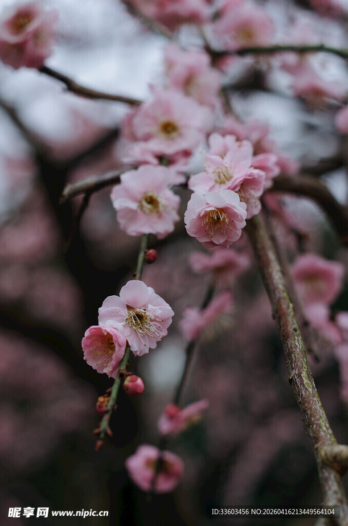 枝头绽放的粉嫩梅花