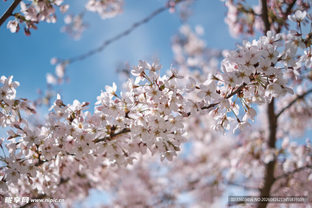 枝头绽放的烂漫樱花