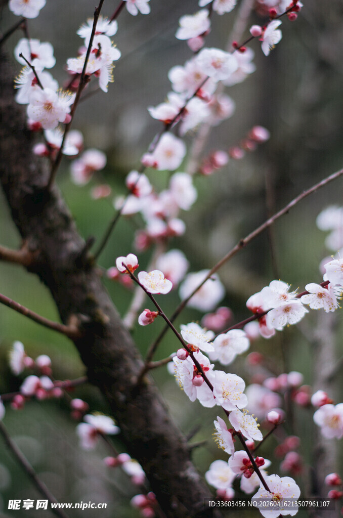 枝头绽放的美丽粉白花朵