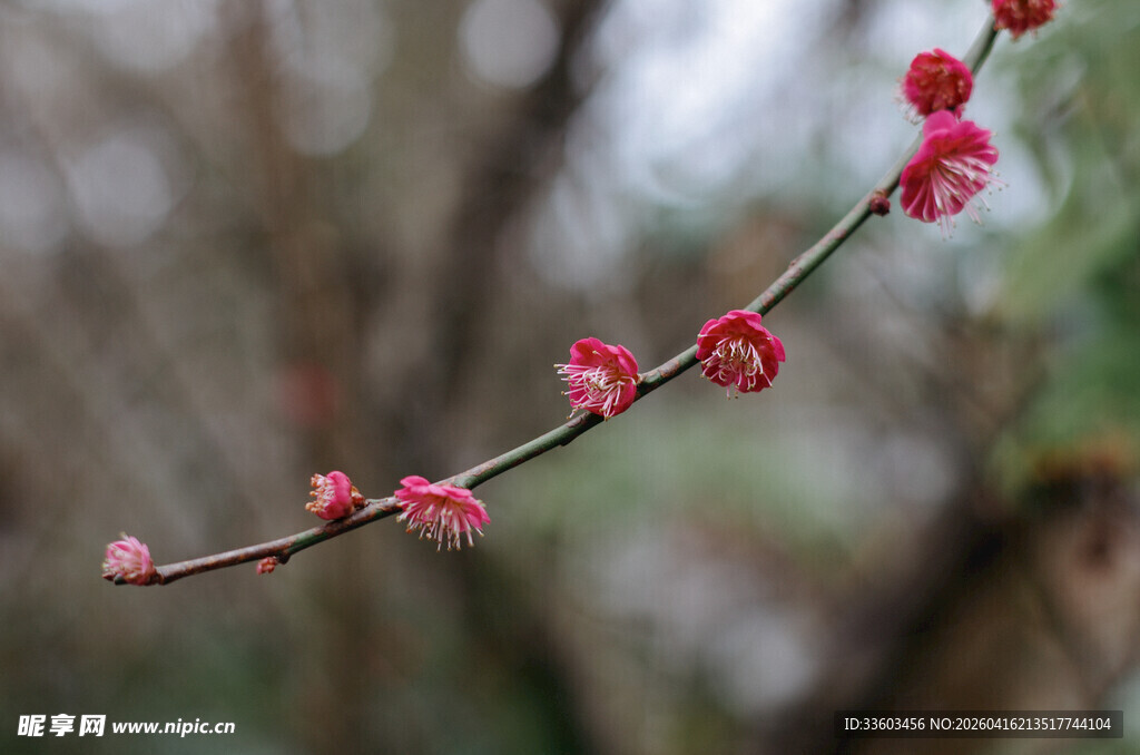 枝头绽放的娇艳红梅花